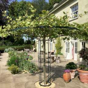 Mulberry Tree Tree-Frame