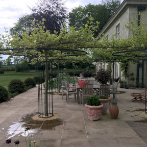 Mulberry Trees